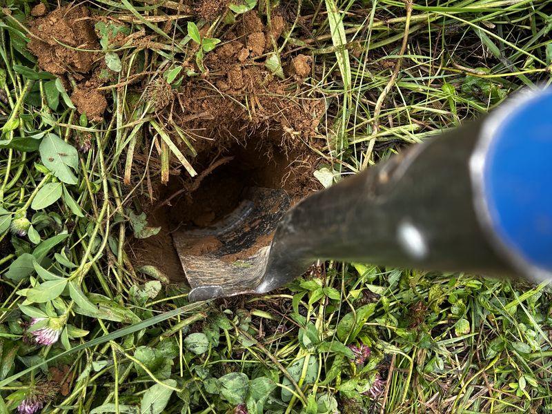 Looking straight down at a narrow hole cut into red soil with a
                  spade, red clover and grass growing around it.