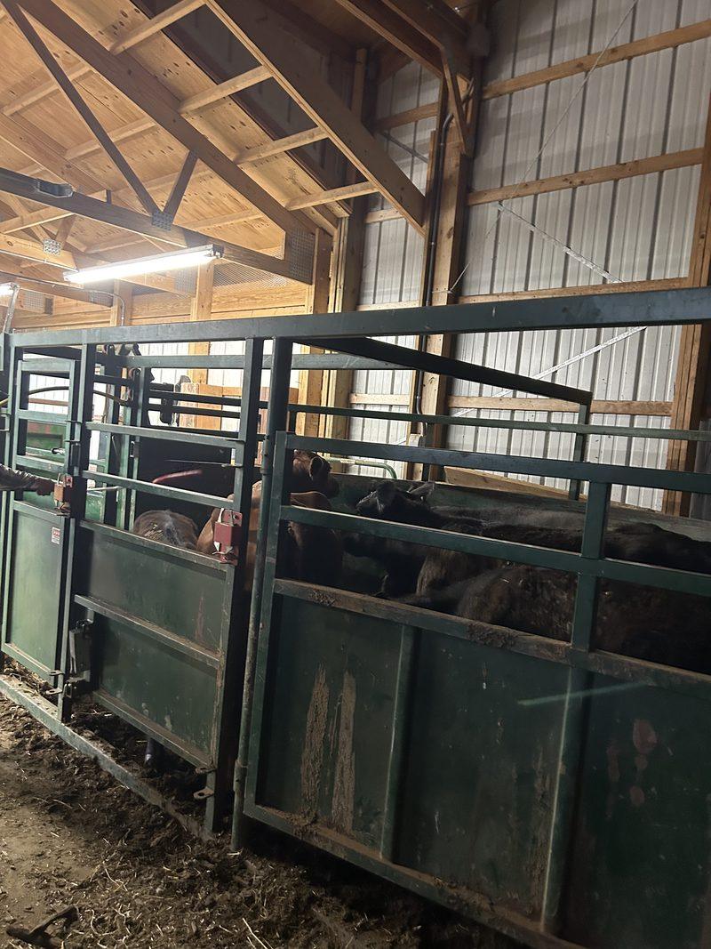 Cattle waiting in green steel pens inside the barn, timber trusses and a strip light overhead.
