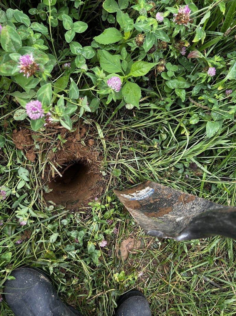 Looking down at a fresh soil core hole in red ground, a muddy spade beside it, red clover flowering around the opening and rubber boots at the edge of the frame.