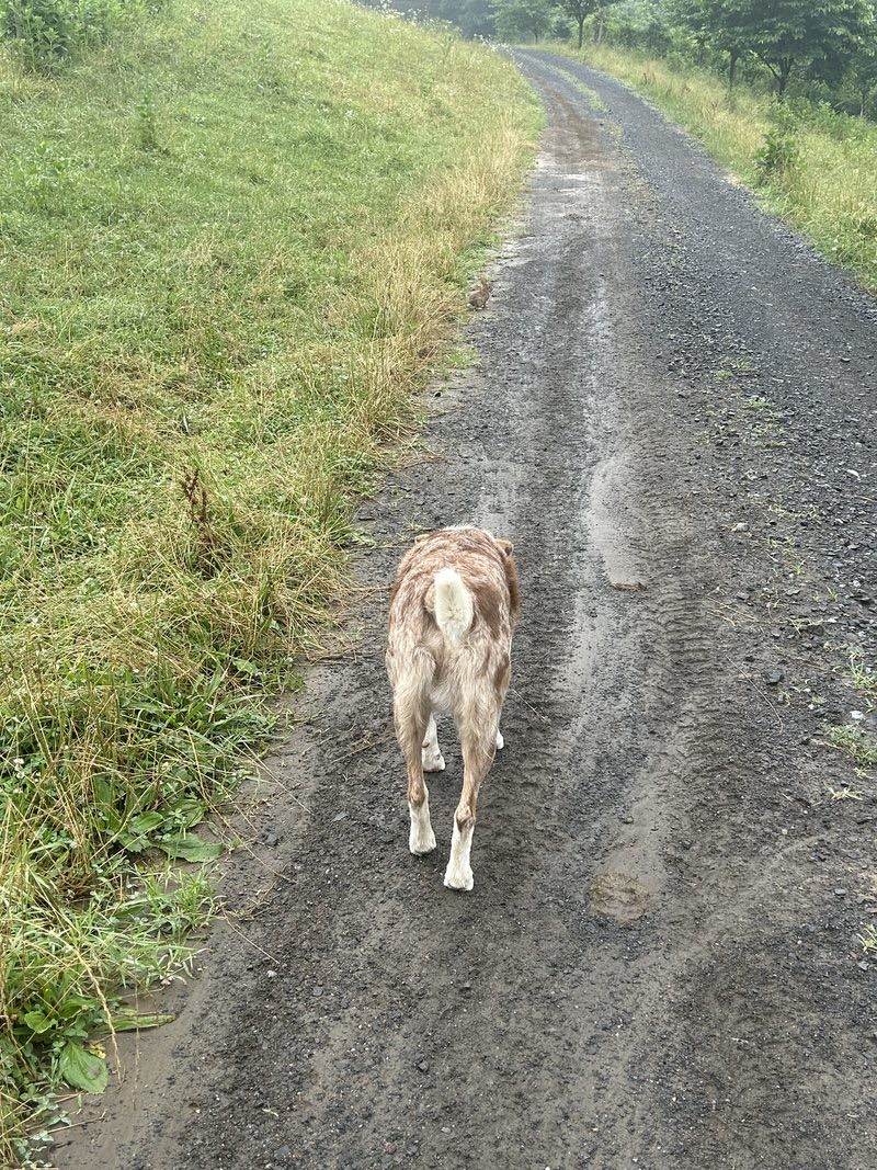 Gus, the speckled farm dog, walking away down a wet gravel lane between misty pastures, a small rabbit sitting on the road far ahead.
