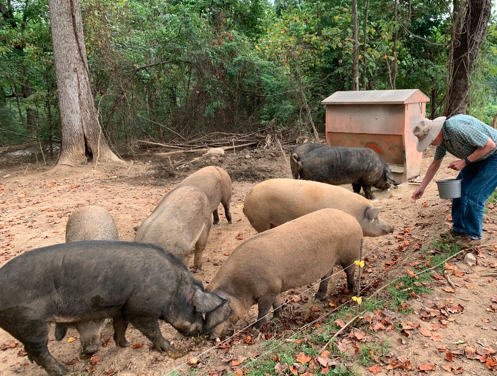 A person holding a bucket feeds pigs beside a wooden shelter in a wooded enclosure.