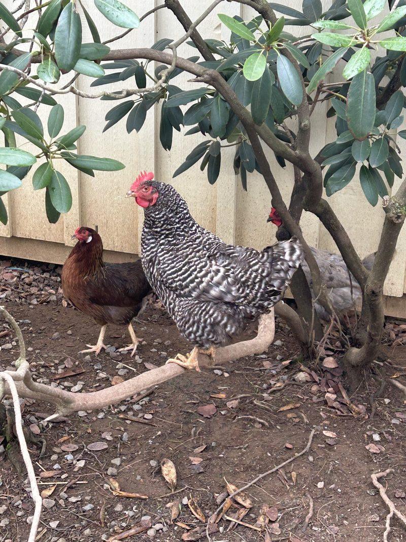 A barred gray hen and a chestnut hen under a rhododendron beside a pale wooden fence, a third bird half hidden behind the branches.