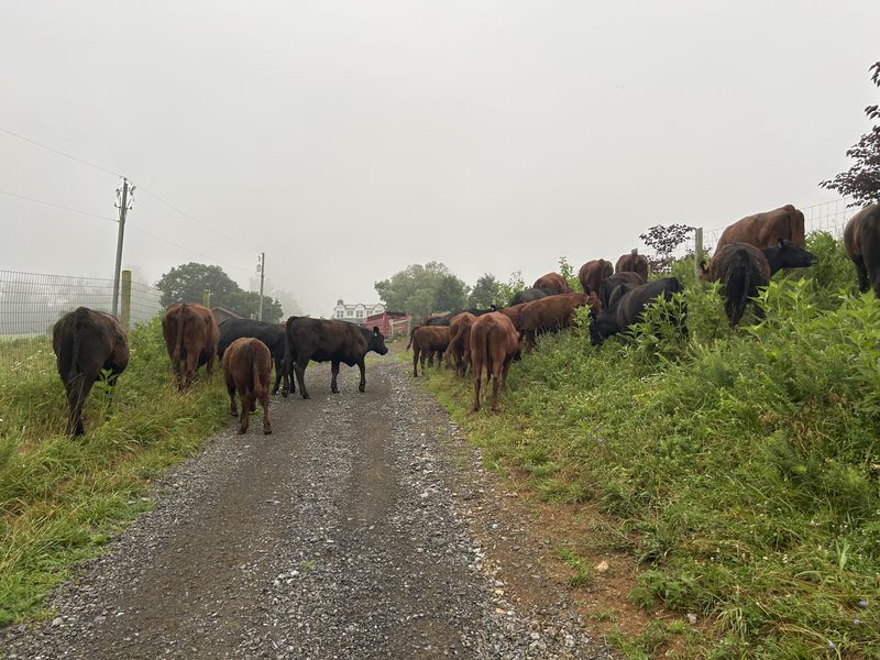 Cattle spread across a gravel lane in heavy fog, grazing the verges on both sides, a farmhouse and a red stock trailer faint in the distance.