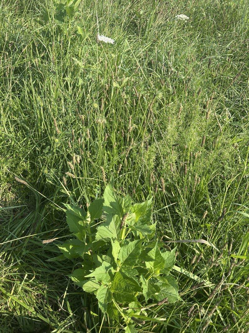 Tall midsummer meadow, dark plantain seed heads standing over the grass and a leafy volunteer plant in the foreground.