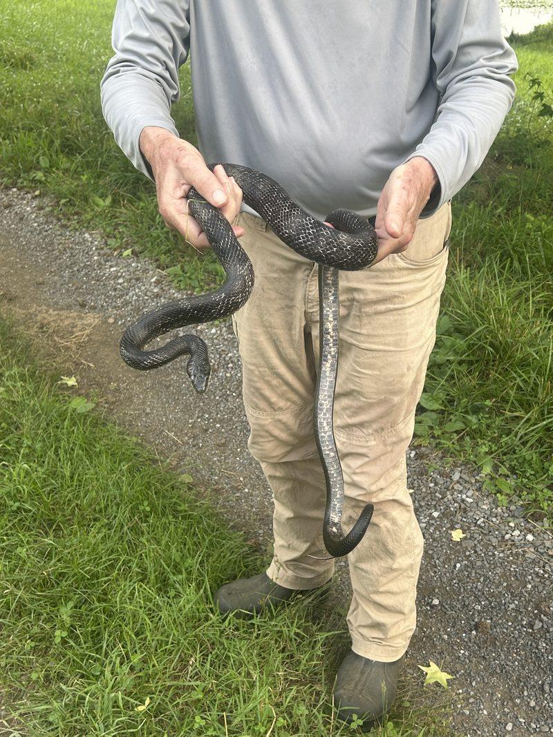 A farmer in work clothes holding a long black rat snake across both hands, its pale checkered belly catching the light.