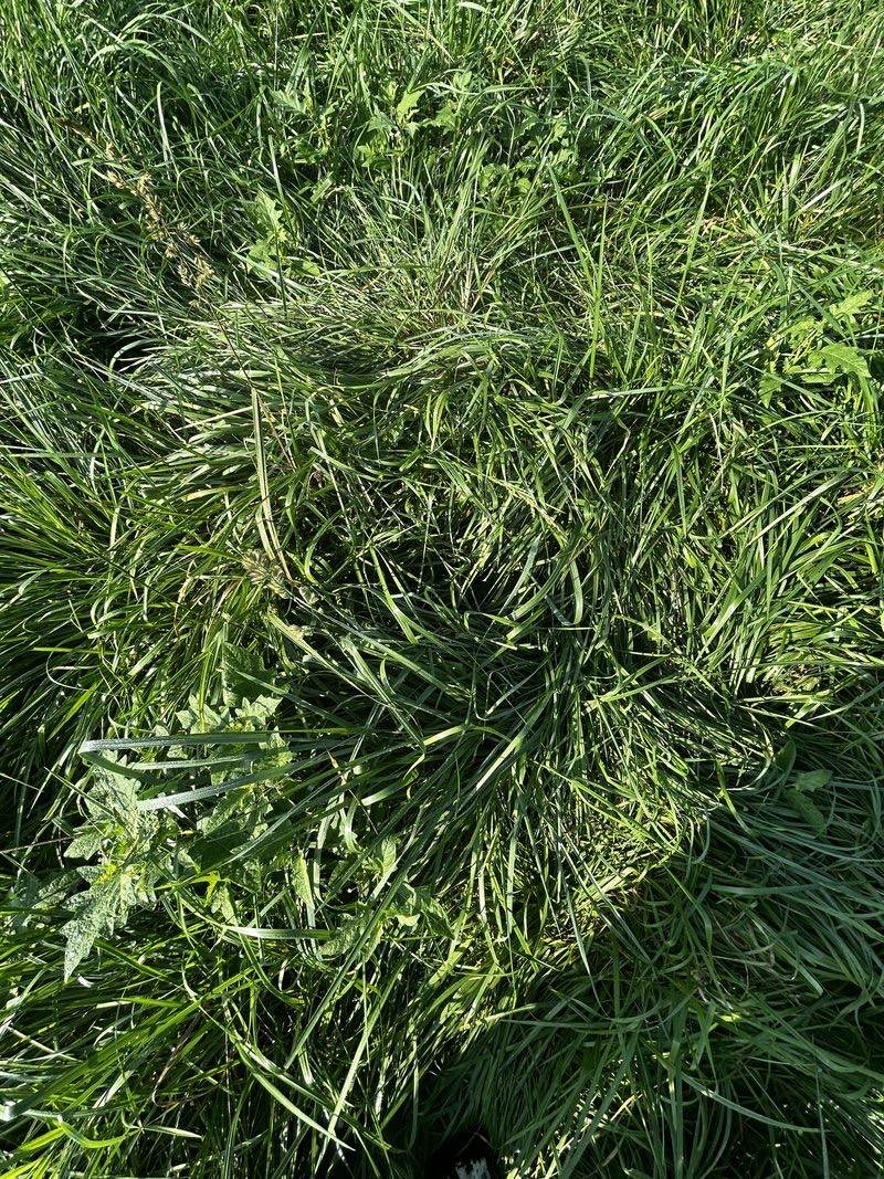 A dense mat of pasture grass seen straight down, blades curling in every direction with a few broadleaf weeds tucked in.