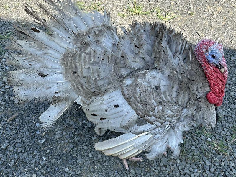 A pale gray and white turkey with its tail and wing feathers fanned out, standing on a sunlit gravel farm track.
